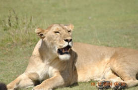 Emalõvi Serengetis