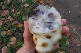 See on kuulus tervisepomm noni, kasvab Costa Ricas  metsikult