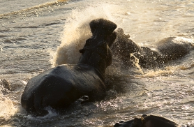 jõehobud kaklevad Zambezis