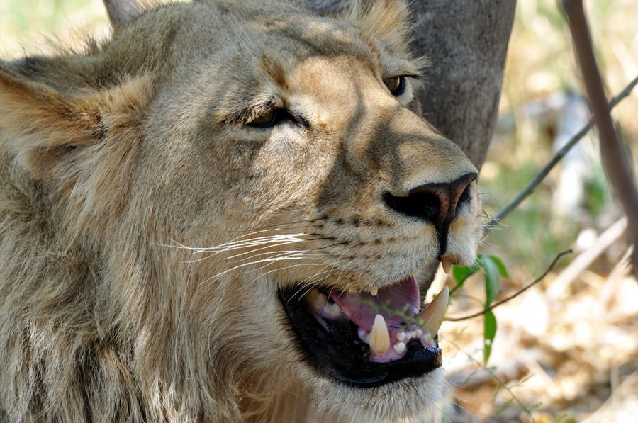 Kohtumine lõvidega Okavango deltas