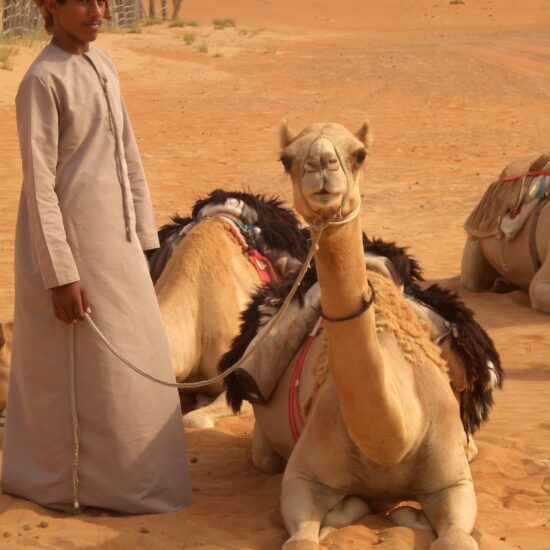 omaani kaamelid