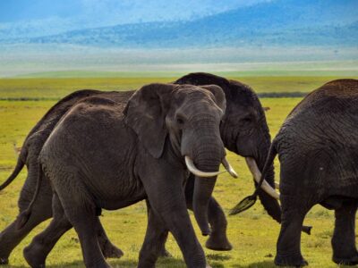 elephant, wildlife, safari