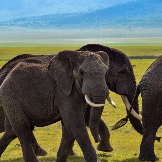 elephant, wildlife, safari