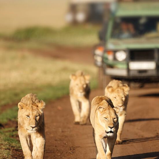 Serengeti, ngorongoro, Sansibar